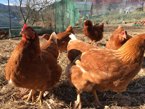 生食に最適 放し飼いの鶏が産んだ卵２０個入り 長野県産 食べチョク 農家 漁師の産直ネット通販 旬の食材を生産者直送
