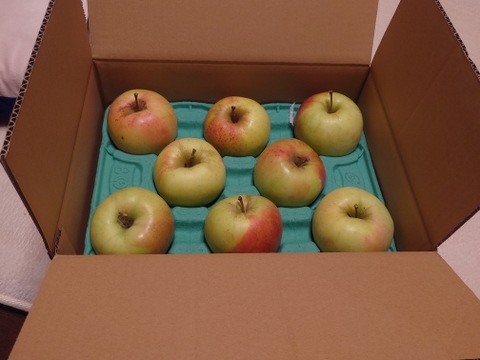 【家庭用】ぐんま名月 約2.5kg 7-14玉 甘くてジューシーな希少りんご  11月以降発送予定 #NAM0B025