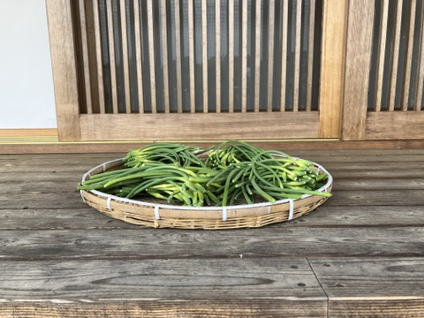 自然栽培のにんにくの芽　2㎏