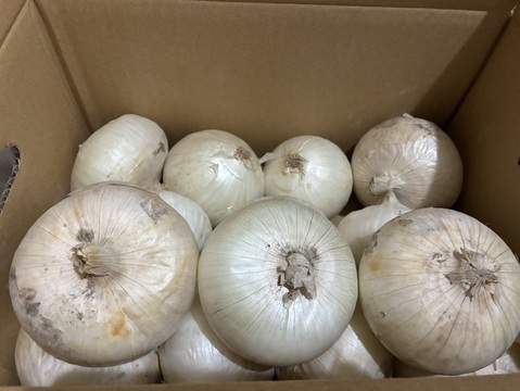 ホワイトベアー4kg🧅淡路島極熟玉葱　新玉ねぎ　サラダ用　生食