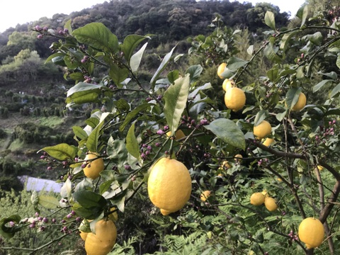 レモン ３kg　除草剤も化学系農薬もワックスも使用しないレモン　２月～３月収穫分