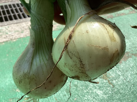 お得意様】潮風育ち新玉ねぎ1.5kg~　お試し価格30セット　756円【同梱OK、ヒジキ瀬煎餅常温品は送料アップなし！！】【売り切れ次第通常】