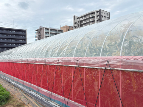 【お試し】朝採れ甘〜い白いとうもろこし（雪の妖精）3〜5本　【朝どれ】