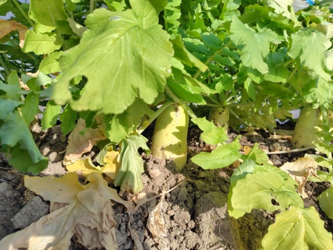 冬の野菜セット（6～8品目）兵庫県産　ご家庭用　重さ6kg