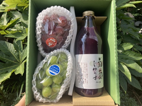 【5箱限定】ジュースとぶどうの人気シリーズ♪ 濃厚黒ぶどう搾り&赤緑ぶどう食べ比べ（クイーンニーナとシャインマスカット）