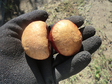 【甘さ２倍の極大粒　筑波栗】氷温貯蔵で甘い筑波栗　１セット限定 農薬不使用栽培　900g