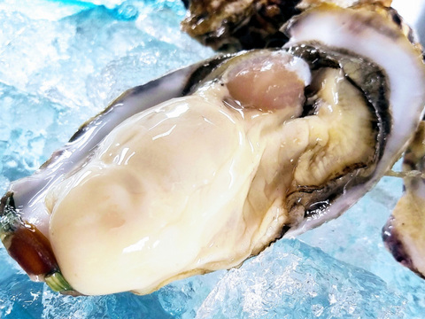 販売最終日です 濃厚 クリーミーな7月カキ 生食用 三陸宮城産 かき大将 Lサイズ30個 女川ブランド殻付き牡蠣 qで大活躍 宮城県産 食べチョク 農家 漁師の産直ネット通販 旬の食材を生産者直送