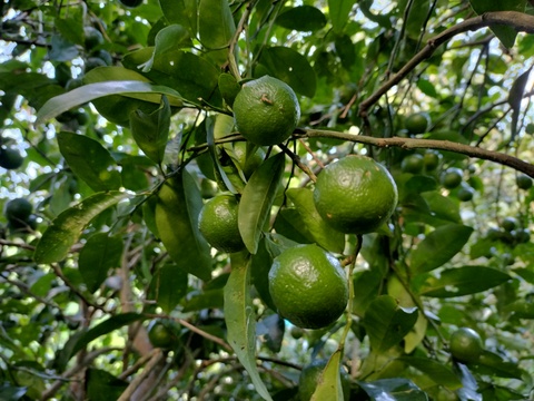 石垣島産シークワサー★ご家庭用の量★料理やジュースに！400g15個前後【収穫当日発送】