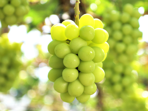 花笑み農園　岡山のシャインマスカット約２kg（３～５房）家庭用【9/23～順次発送】S-2家