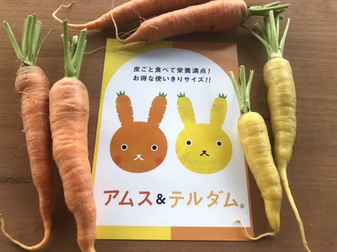 【冷蔵出荷】共同購入向けミニ人参「アムスとテルダム」5㎏