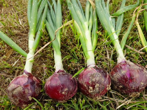 淡路島 自然栽培 固定種 赤玉ねぎ 無肥料 農薬不使用 期間限定 品種松島レッド【5キロ】