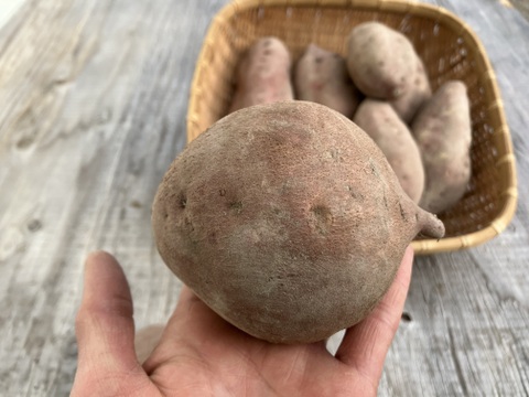 自然栽培〈金時芋（高系14号）〉大分県産さつまいも 2kg