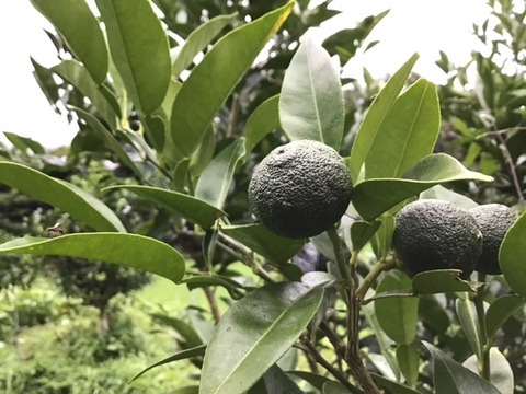 第2弾：土佐の青ゆず　約１KG（新鮮さ保つため受注収穫のみ）