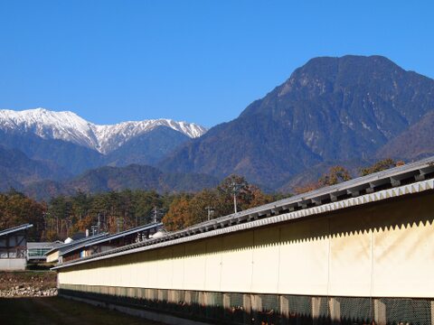 【超速フレッシュ！焼肉季節到来!!】捌きたて地鶏１羽セット！全て個包装済みです。家族ボリュームなんと2400g！！