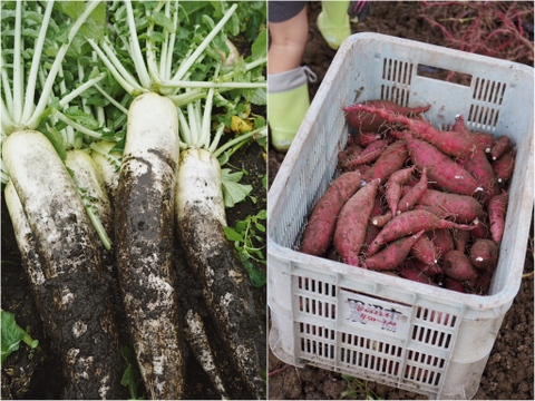 【限定出品】「高原大根４本」と「べにはるか２kg」の神鍋高原セット！