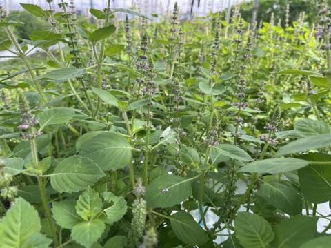 ☆有機JAS認証☆おまかせ野菜セット☆100サイズ箱詰め