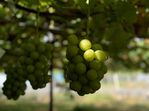 【クール便】山梨県産ぶどう【シャインマスカット】1kg〜1.2kg前後(2〜3房) 種なし
