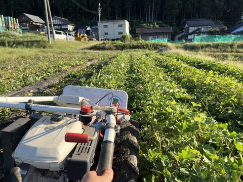 蜜たっぷり！富山県産『紅はるか』(10kg)