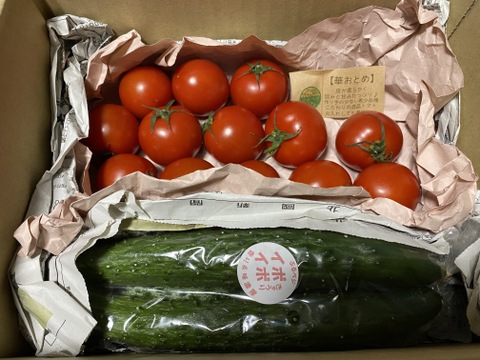 一箱で二度美味しい♪こだわりの薄皮トマト🍅【華おとめ】&【華小町】Mix１kg箱 + 朝もぎイボきゅうり🥒３本付き