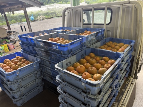 豊水梨とあきづき梨食べ比べセット