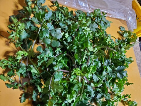 香るパクチー 300g 農薬・化学肥料不使用栽培 埼玉県川越市産
