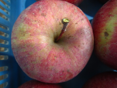 訳あり樹上完熟サンふじ 総重量 約4.5kg前後 青森県 南部地方産 自家りんご農園生産直送品！