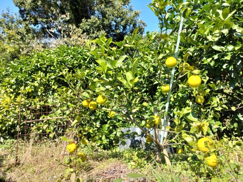 広島県産『緑黄色レモン』(約4kg)