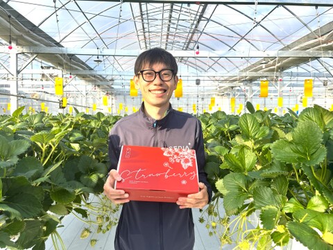 《濃厚しっとり美味しいイチゴ♪》よつぼし280g×2パック　佐賀県基山町産