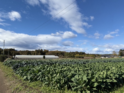 旨みがタップリ！冬に欲しくなる野菜5種！ほうれん草、人参など！