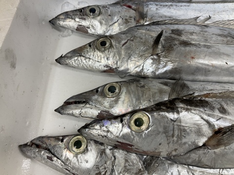 【ビッグサイズ】太刀魚/タチウオ/特大/800～900g/今の時期安いです【生】