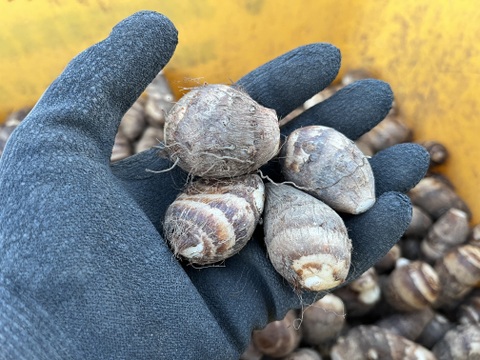 ほくほく海老芋／孫（きぬかつぎ用）【静岡県磐田市産】1kgセット