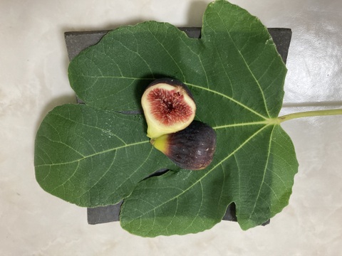 西洋いちじく2品種詰め合わせ ロードス約300g×2パック　ビオレソリエス 約300g×2パック　 【栽培期間中農薬.化学肥料不使用】