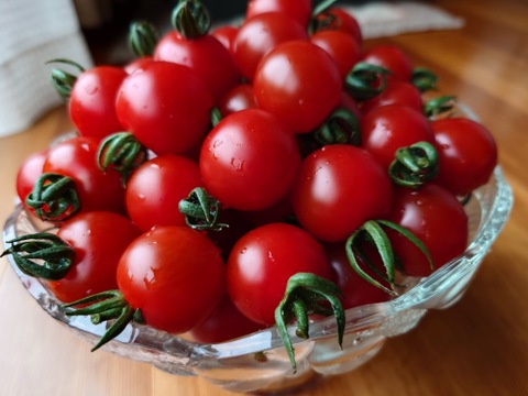 フルーツトマト【ピッコラルージュ】1kg/箱・海藻肥料アルギットによる高糖度と抜群の旨味