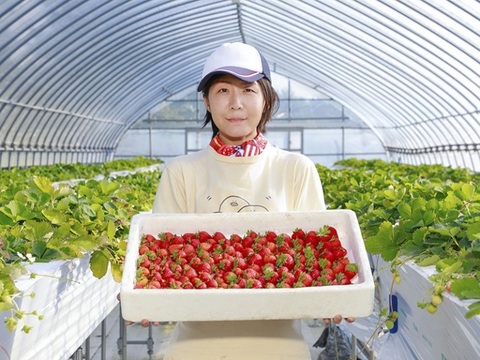 期間限定※【業務用】夏秋いちご［大サイズ]内容量4kg/8kg：青森県産の