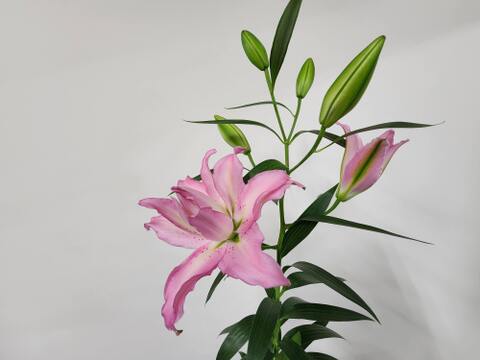 【新品種】～ ジセラ3本束～❤ピンク八重ユリ❤ローズLillyです！！