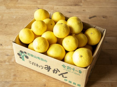 【先着10名様限定！】伊藤農園認定 農家さんの木成り 完熟 黄金柑 訳あり品 2.5kg【5月上旬より発送予定】354-2h