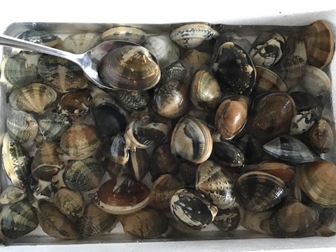 愛知県 三河湾　【日間賀島産】
（内湾）高級ブランドアサリ700g，今年は特に身入り，味が別格❗️酒蒸し，味噌汁，アクアパッツァ，パスタで