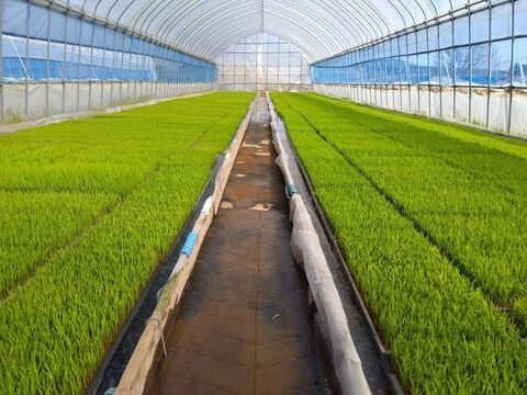 にじのきらめき10㎏