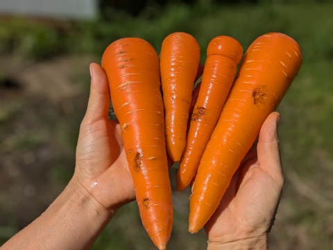 【未来をつくる笑み野菜】🥕🥕訳あり品🥕🥕⚠️皮は剥かないで下さい❗化学農薬・化学肥料不使用 にんじん4kg