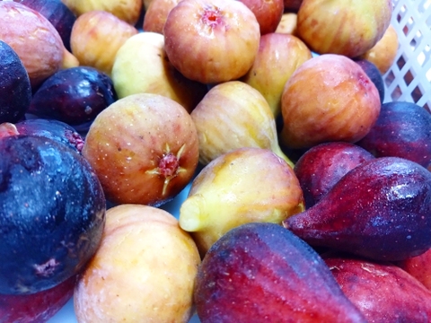 完熟冷凍　希少いちじくお楽しみセット【農薬・除草剤・化学肥料・添加物不使用】