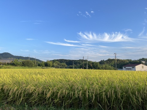 【淡路島五色産　コシヒカリ！　〜令和6年新米予約〜　】白米　『約5kg ✖️2袋』をお届け