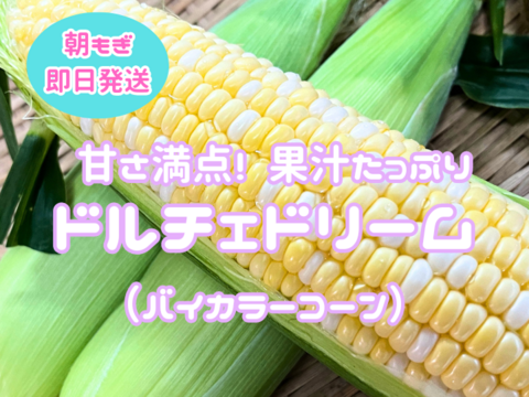 【2024夏】7月中旬～甘い❗果汁したたるドルチェドリーム🌽4㎏（朝穫れとうもろこし）