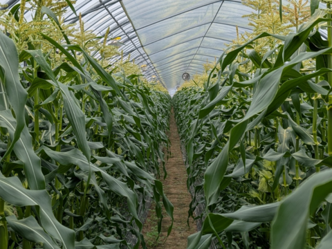 【予約販売｜5月末〜発送】朝採れ直送🌽甘さ爆発！HANA FARMのゴールドラッシュ ３kg