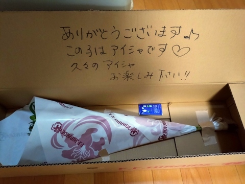 【簡易包装】ヌナブト3-4輪3本束 ❤昨年の名前を出せないあの子が遂にデビュー❤こちらの商品はおリボンなどはついておりません<(_ _)>