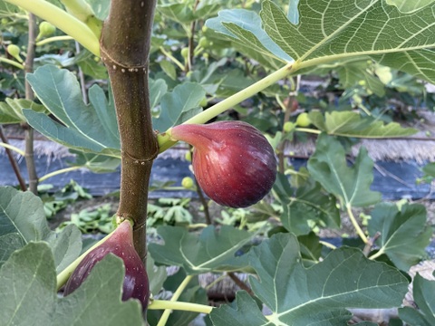 【冷凍/皮むき】城陽産完熟加工用いちじく 2kg