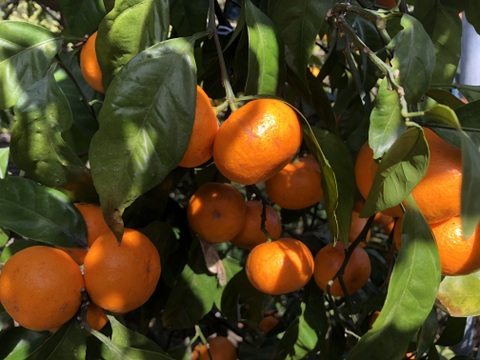 【柑橘食べ比べ】自然栽培 温州みかん（青島と古田）