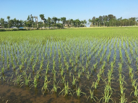 令和7年産 新米 新潟県産コシヒカリ 10kg【5kg×2袋】受注後精米 こしひかり