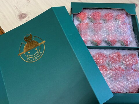 人気品種の大玉いちご！厳選２品種食べ比べセット！！（18～24粒）