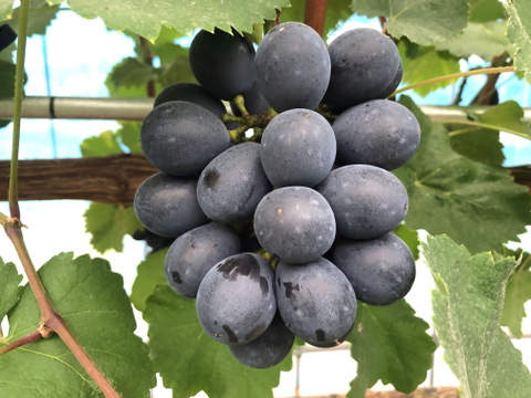 濃厚ナガノパープル　粒パック詰め2kg  家庭用　クール便