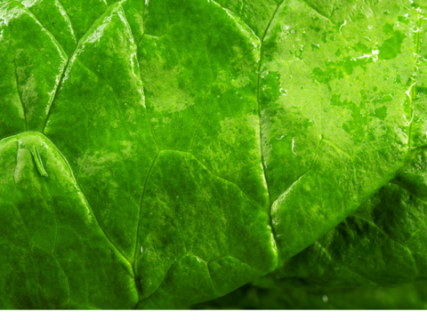 【茨城県産地直送】「朝採れほうれん草 」150g×7袋【計1kg】収穫時期7月下旬